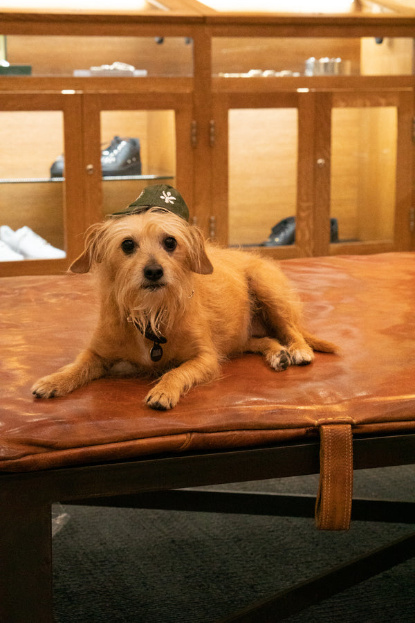 mini cap keychain - green eggs &...